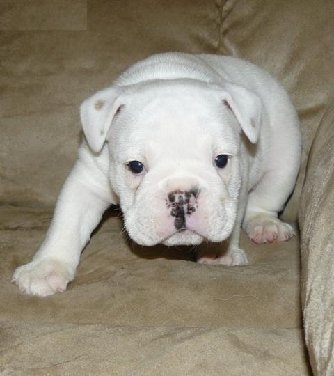 KC registered English Bulldog