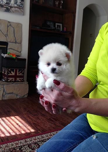 Purebred Pom puppies call/text (610) 713-8743 