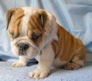 English bulldog puppies.