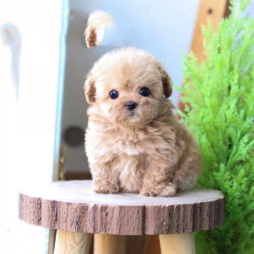 Teacup poodle puppies ready for their new homes.