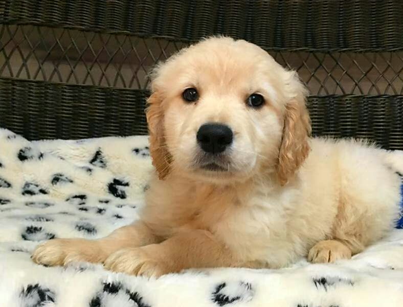 Male & Female Golden retriever puppies for adoption 