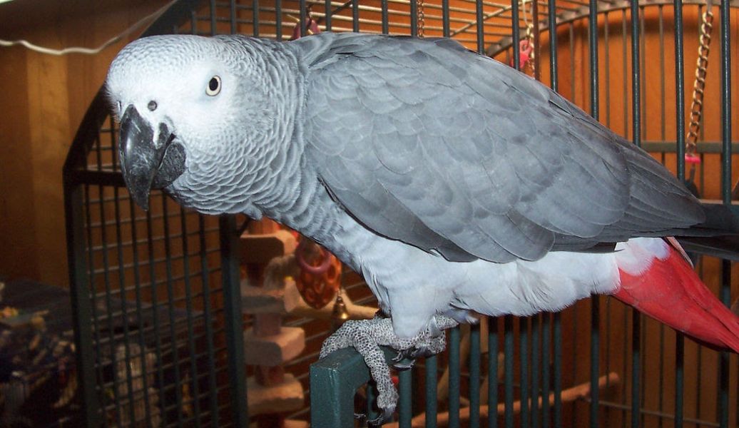 Tame Hand Reared African Grey Parrots