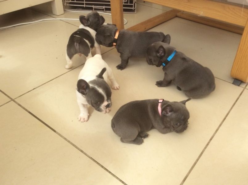 Beautiful French Bulldog AKC Registered