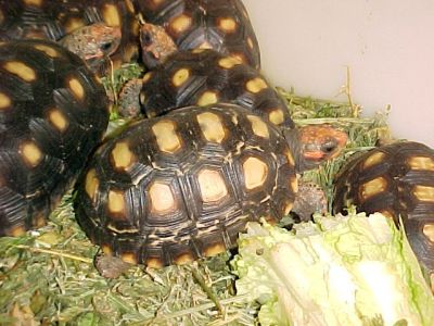 CB Tortoises and Turtles