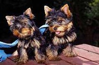 male and female yorkie puppies