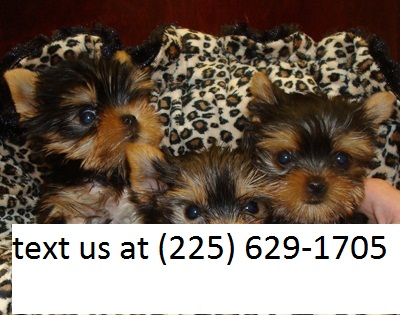 X-Mas AKC Yorkie Puppies (225) 629-1705