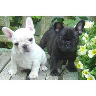 Blue & blue and white French bulldog puppies