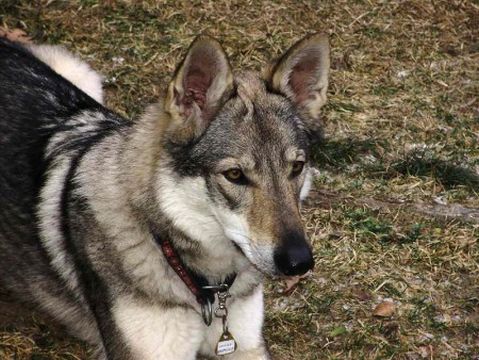 Czechoslovakian Wolfdog with pedigree