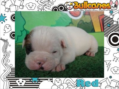 English Bulldog For Sale The best! – Bullcanes.net