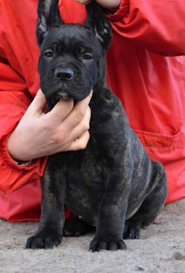 Cane corso - stunning pedigree puppies