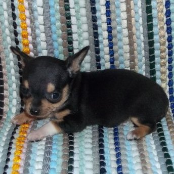 lovely chihuahua puppies for adoption