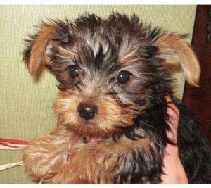 Cute Yorkie puppies available for adoption