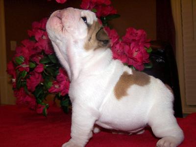 Top Quality English Bulldog Puppies FOR FREE ADOPTION
