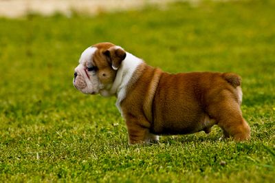Pair of English Bull Puppies to make your family happy 