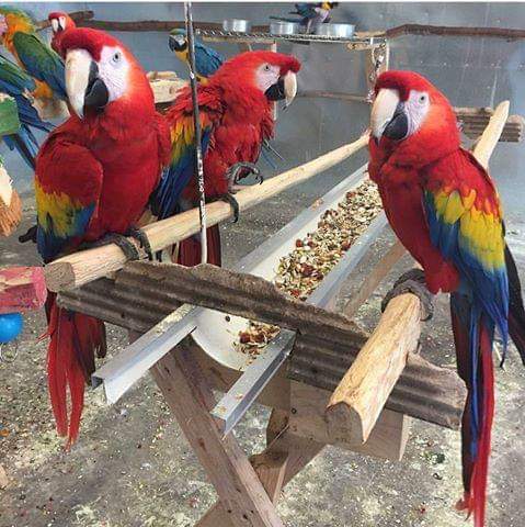 Beautiful and Talking Scarlet Macaw For Sale
