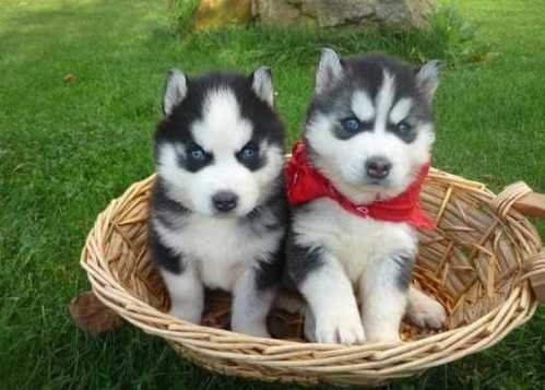 Healthy Siberian Husky puppies