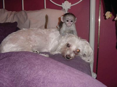 home raised babies capcuhin monkeys for free adoption