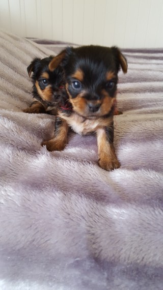 Kc Registered Miniature Yorkshire Terrier Puppies