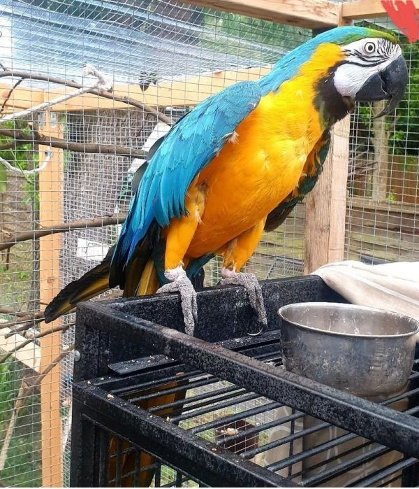 Blue and Gold Macaw parrots ready