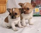  Angelic chihuahua puppies free to good homes 