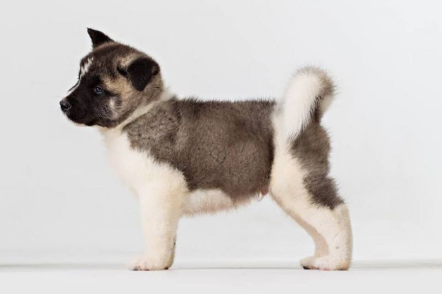 American Akita (FCI)