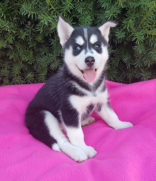 Gorgeous Siberian Husky puppies available
