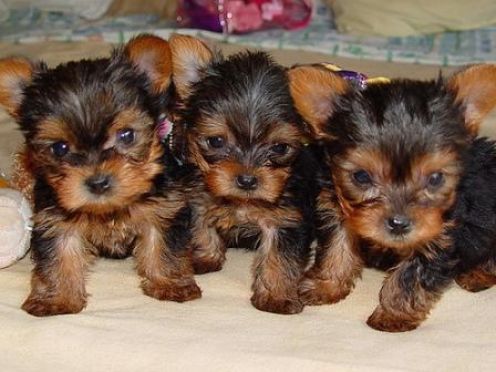 Yorkshire Terrier Puppies
