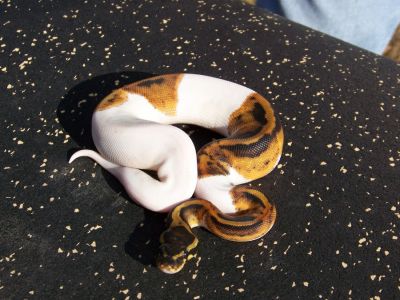 albino and piebald ball pythons for adoption
