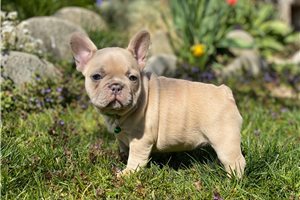 French bulldog