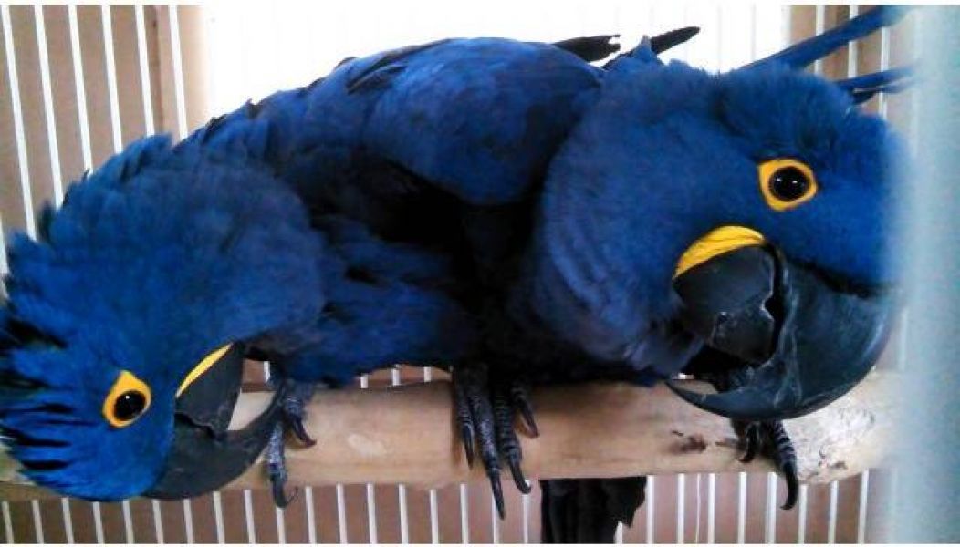 Amazing Hyacinth Macaw Parrots