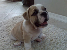 AKC english bulldog puppies available.