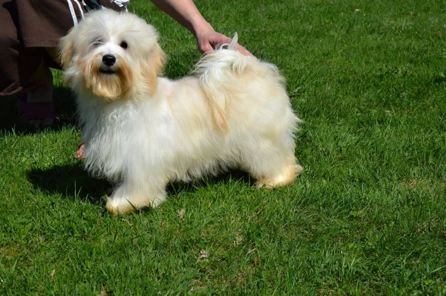 Havanese dog with pedigree FCI 