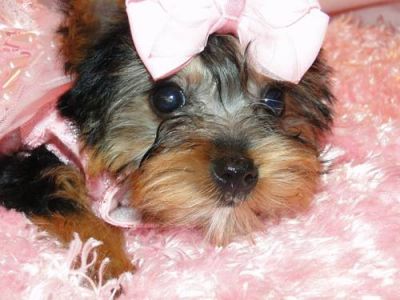 Male And Female Yorkie Puppies For sale