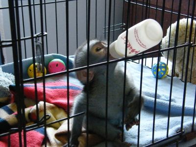 wow we have baby capuchin Monkeys available for adoption(brendamoorgan@yahoo.com)