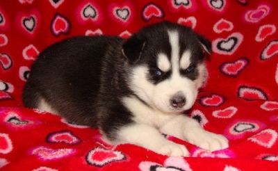  Siberian Husky Puppies