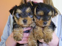 love and caring yorkie puppies for re-homing 