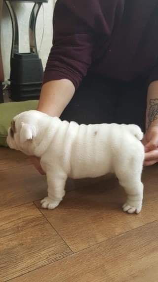 English bulldog