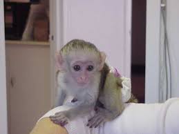 Lovely baby capuchin monkeys for adoption