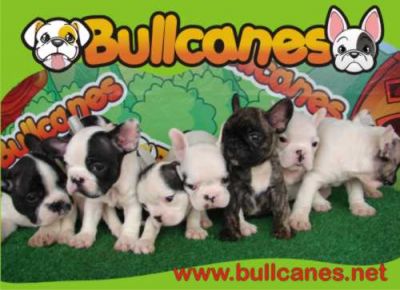 English Bulldog puppies for Sale - BULLCANES