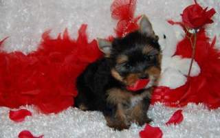  Healthy Well Trained Teacup Yorkie Puppies Available (jenifermews@yahoo.com)