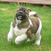 Male and Female Akita Puppies Available