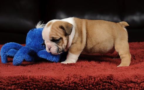 KC registered English Bulldog
