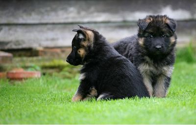 large bones german shepherd puppies for sale(male and female)