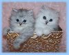 Gorgeous Persian Kittens 