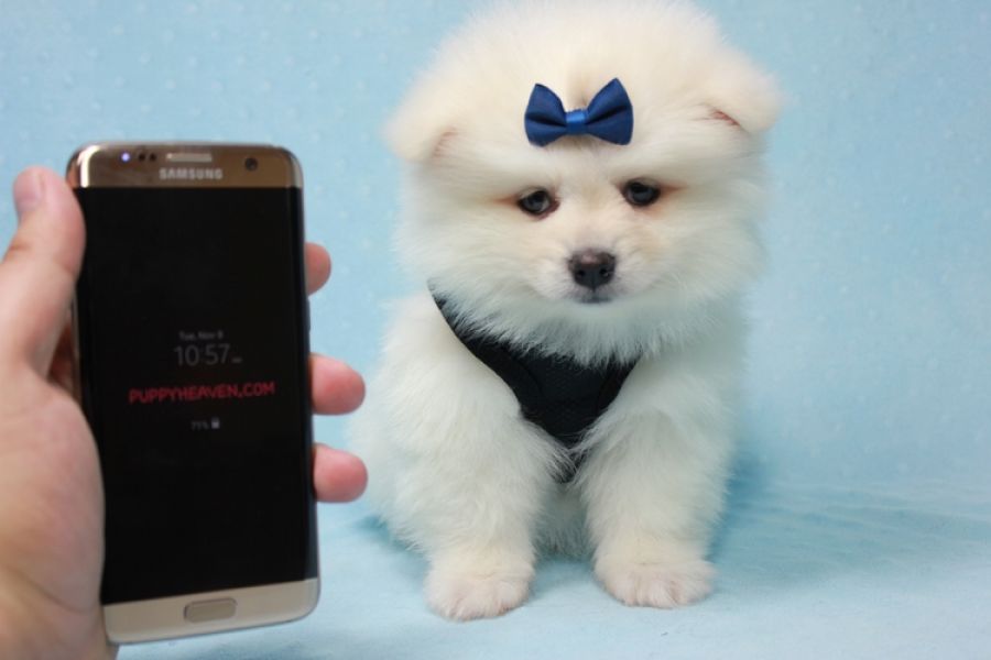  Adorable Pomeranian   Puppies For Adoption Text (863-999-8778