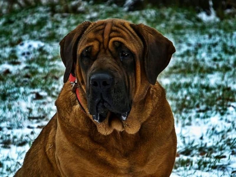 Tosa Inu puppies with pedigree