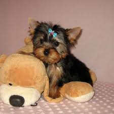  Adorable Yorkie Puppies For Adoption