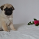 pug puppy looking for new home