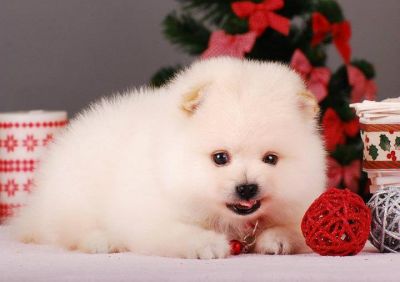 Lovely puppies for adoption