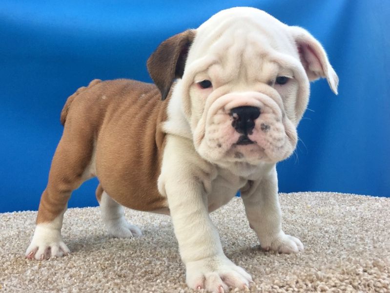 English bulldog Puppies